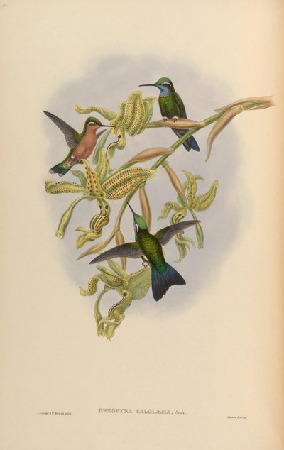 Lampornis calolaemus by John Gould